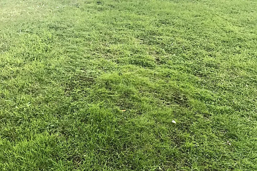 Husqvarna Automower Hybrid Grass
